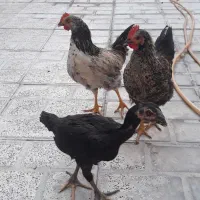 فروش مرغ ولاری