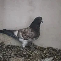 کبوتر|پرنده|کاشان, درب اصفهان|دیوار