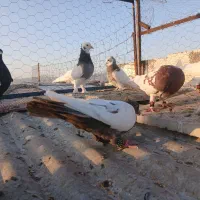 ۱۰ کبوتر بهبهونی سینه ،طوقی،‌کله|پرنده|فسا, |دیوار