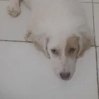 توله های باهوش