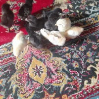 جوجه|حیوانات مزرعه|نیمروز, |دیوار