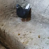 کبوتر دم سفید