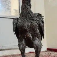 مرغ لاری طوس|حیوانات مزرعه|تهران, بوستان ولایت|دیوار