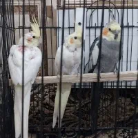 عروس هلندی