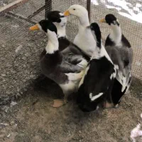 ۵ مرغابی نر