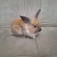 خرگوش|موش و خرگوش|تهران, گلستان (شهرک راه آهن)|دیوار