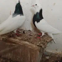 دو جفت کبوتر .درجم.