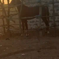 شوش|اسب و تجهیزات اسب‌سواری|شوش, |دیوار