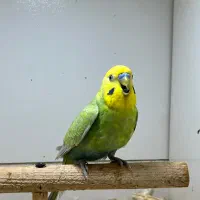 مرغ عشق رنگین کمانی نر|پرنده|گنبد کاووس, |دیوار