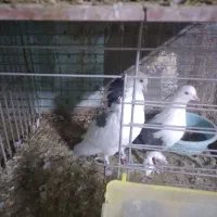 حیوانات پرنده|پرنده|قشم, |دیوار