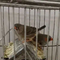 دو عدد فنچ کینگ