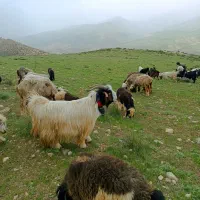 دوبر