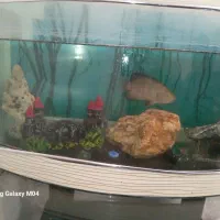 اکواریو سالم|ماهی|باسمنج, |دیوار