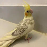 عروس هلندی