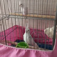 عروس هلندی|پرنده|شهریار, شهریار|دیوار