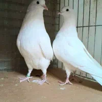 کبوتردونسته پرش سنگین به شرط وباضمانت تضمین صددرصد|پرنده|ری, شهید بهشتی|دیوار