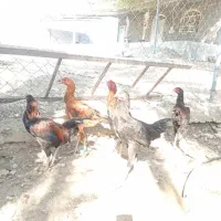 جوجه خروس لاری