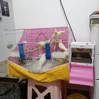 عروس هلندی|پرنده|فریدون‌کنار, |دیوار