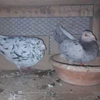 کبوتر سرور و دم سفید...|پرنده|قم, آزادگان|دیوار