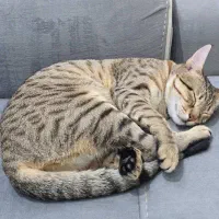 واگذاری گربه DSH|گربه|خرمشهر, |دیوار