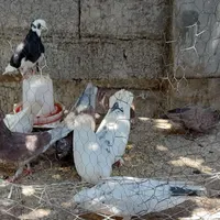 کبوتر تزئینی ،  حمال ، پروازی ، جوجه کشی|حیوانات مزرعه|چابکسر, |دیوار