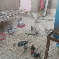 مرغ مینا توری جون|پرنده|سبزوار, شرق کال میانی|دیوار