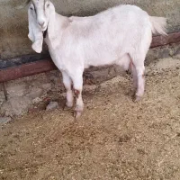 بز با بزغاله