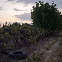 2200 متر باغ واقع در سیدان|فروش زمین و ملک کلنگی|سیدان, |دیوار