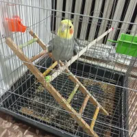 پرنده|پرنده|اقبالیه, |دیوار