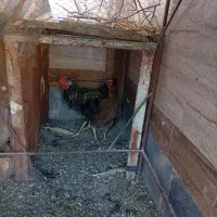 فروش مرغ وخروس وجوجه|حیوانات مزرعه|ایرانشهر, |دیوار