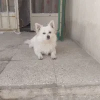 واگذاری پامرین روباهی