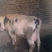 گاو وگوساله نر