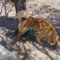 سگ گله و ادمی سفت