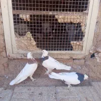 نر طوقی کاکلی|پرنده|درمیان, |دیوار