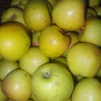 سیب سالم وتمییز