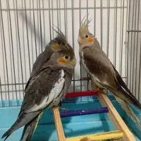 عروس هلندی ۷۰۰ تومان