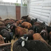 30عدد بره پروار سنگین|حیوانات مزرعه|سلفچگان, |دیوار