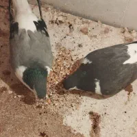 کبوتر عَمری جفت 600