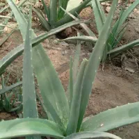 آلورا|گل و گیاه طبیعی|آبادان, |دیوار