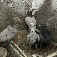 کفتر یکجایی