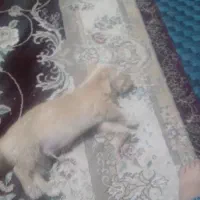 سگ بانمک و بازی گوش