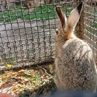 خرگوش کوهی|حیوانات مزرعه|عنبران, |دیوار