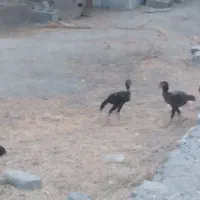 مرغ نیست  خروس هست