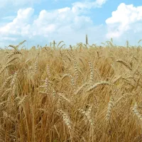 فروش گندم درجه یک تمیز