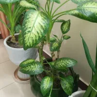 گل دیفن باخیا