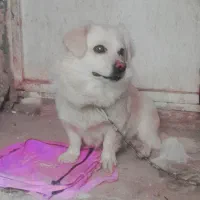 سگ و حیوانات خانگی