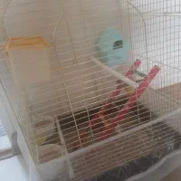 فنچ ۳عددی همراه قفس و لوازم