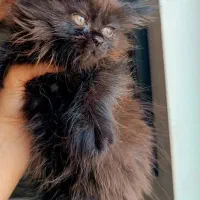 گربه|گربه|ساری, |دیوار