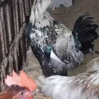 ۳عدد خروس محلی دورگه درشت چاق