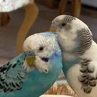 مرغ‌عشق‌.سالم‌وسرحال.کاملا‌اهلی